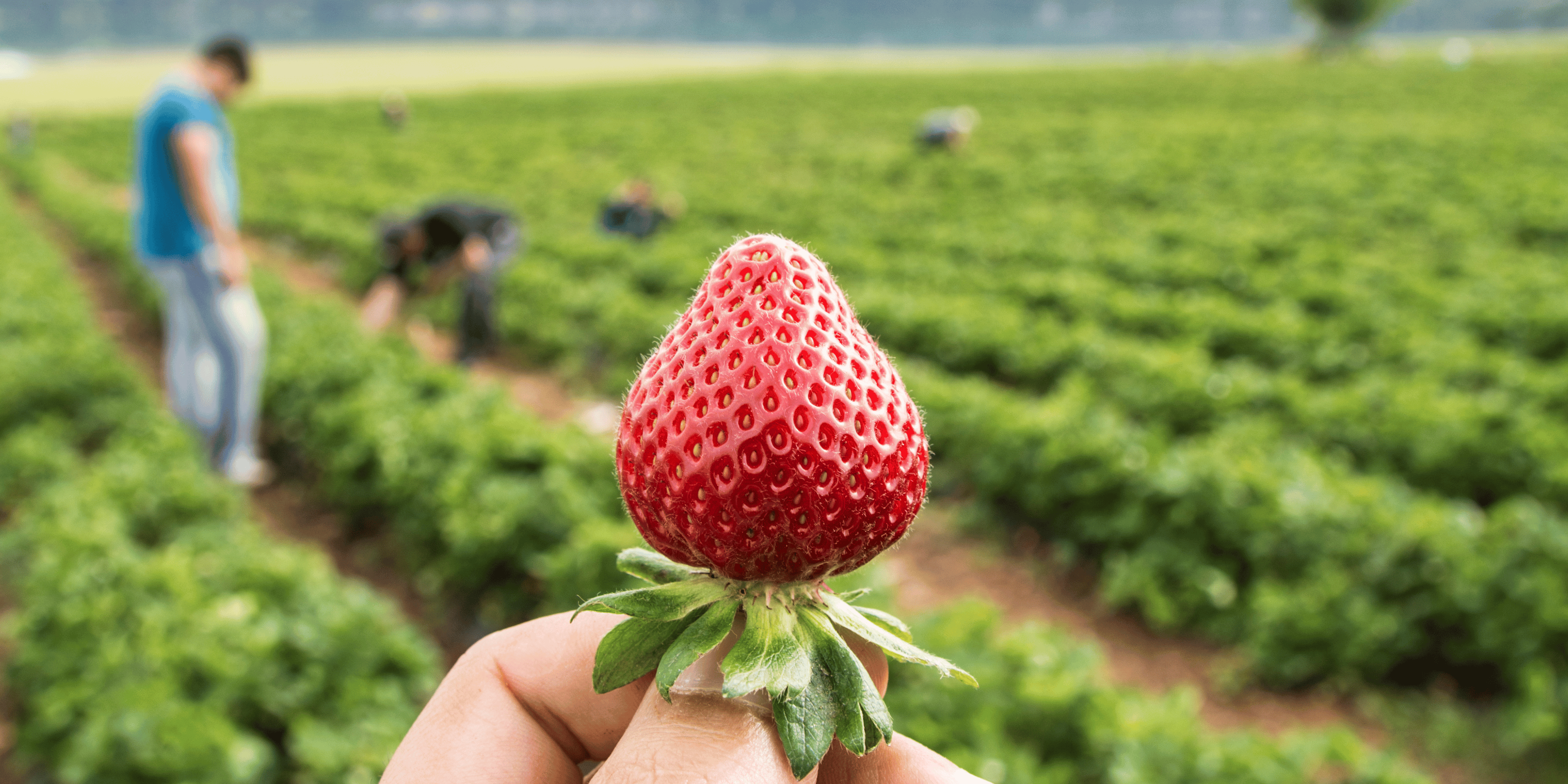 veg cleaner, pesticide, bacteria on fruit